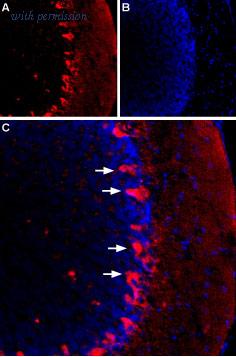 Alomone Labs APC-056-GP image 2