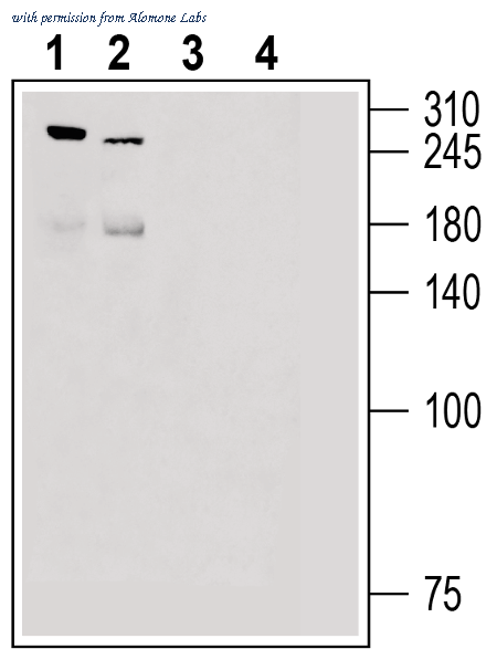 Alomone Labs APC-090 image 1