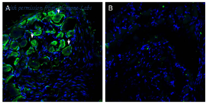Alomone Labs APC-090 image 2