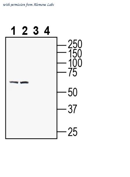 Alomone Labs APC-138 image 1