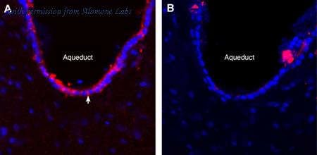 Alomone Labs APC-138 image 2