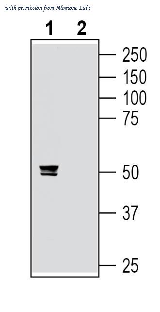 Alomone Labs APR-016-GP image 1