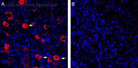 Alomone Labs APR-016-GP image 2