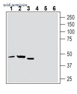 Alomone Labs APR-095 image 1