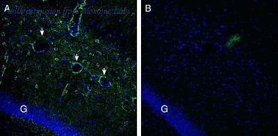 Alomone Labs APZ-037 image 2
