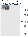 Alomone Labs ASC-002-GP image 1