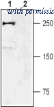 Alomone Labs ASC-008-GP image 1