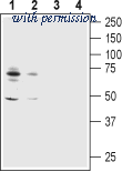 Alomone Labs ASC-014-GP image 1
