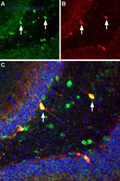 Alomone Labs ASC-014-GP image 2