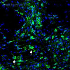 Alomone Labs ASC-018-GP image 2