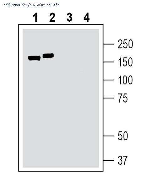 Alomone Labs ATC-010 image 1