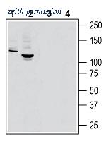 Alomone Labs ATR-033 image 1