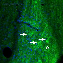 Alomone Labs BLP-AR002 image 1