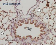 Alomone Labs BLP-AR003 image 1