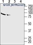 Alomone Labs BLP-AR007 image 1