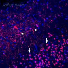 Alomone Labs BLP-AR008 image 1