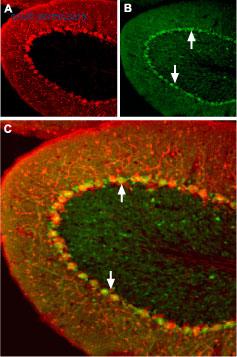 Alomone Labs BLP-AR011 image 1