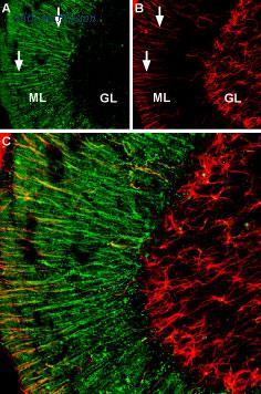 Alomone Labs BLP-AR020 image 1