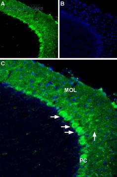 Alomone Labs BLP-AR030 image 1