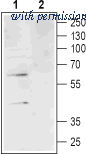 Alomone Labs BLP-AR031 image 1