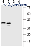 Alomone Labs BLP-AR033 image 1