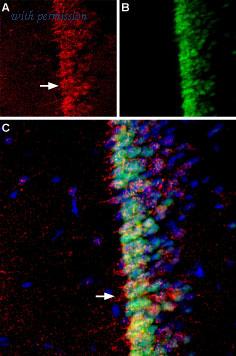 Alomone Labs BLP-AR043 image 1