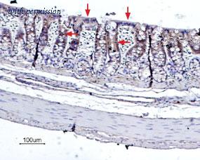 Alomone Labs BLP-BC002 image 1