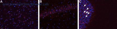Alomone Labs BLP-BR011 image 1