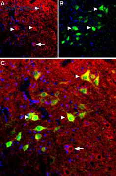 Alomone Labs BLP-BR012 image 1