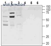 Alomone Labs BLP-BR031 image 1