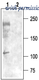 Alomone Labs BLP-CC009 image 1