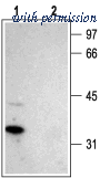 Alomone Labs BLP-CC012 image 1
