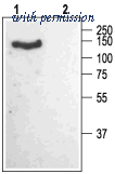 Alomone Labs BLP-CC015 image 1