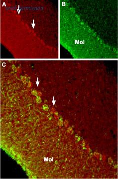 Alomone Labs BLP-CC017 image 1