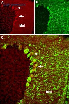 Alomone Labs BLP-CC018 image 1