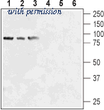 Alomone Labs BLP-CC028 image 1