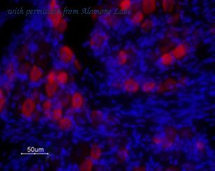Alomone Labs BLP-CC029 image 1