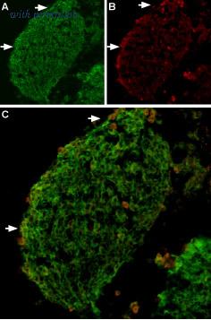 Alomone Labs BLP-CC032 image 1