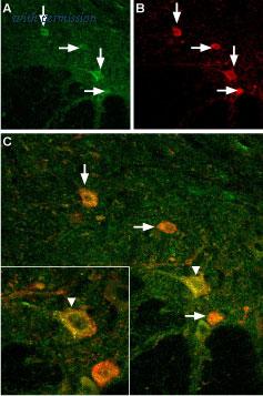 Alomone Labs BLP-CC033 image 1