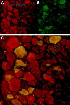 Alomone Labs BLP-CC034 image 1
