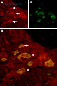 Alomone Labs BLP-CC036 image 1