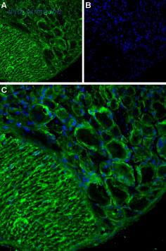 Alomone Labs BLP-CC037 image 1