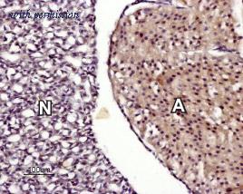 Alomone Labs BLP-CC047 image 1