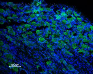 Alomone Labs BLP-CC049 image 1