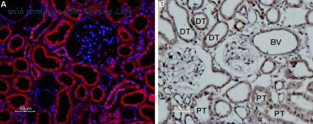 Alomone Labs BLP-CC052 image 1