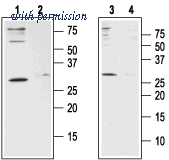 Alomone Labs BLP-CC060 image 1