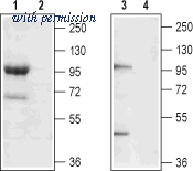 Alomone Labs BLP-CC066 image 1