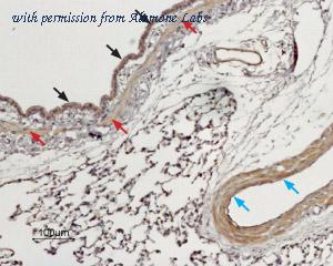 Alomone Labs BLP-CC071 image 1