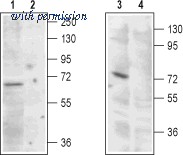 Alomone Labs BLP-CC081 image 1