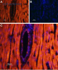 Alomone Labs BLP-CC082 image 1